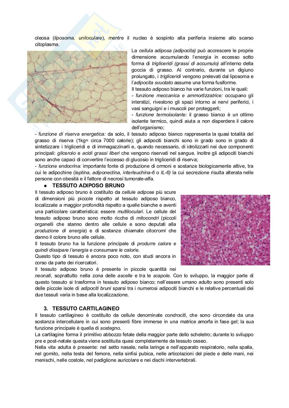 Appunti di Istologia per infermieristica Pag. 16