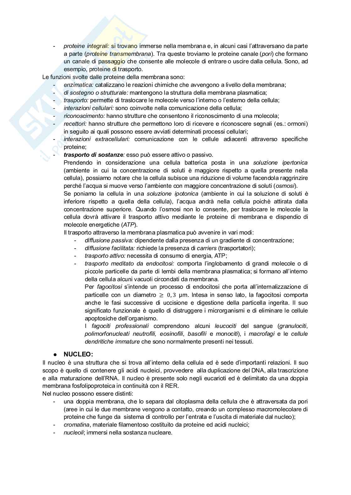 Appunti di Istologia per infermieristica Pag. 2