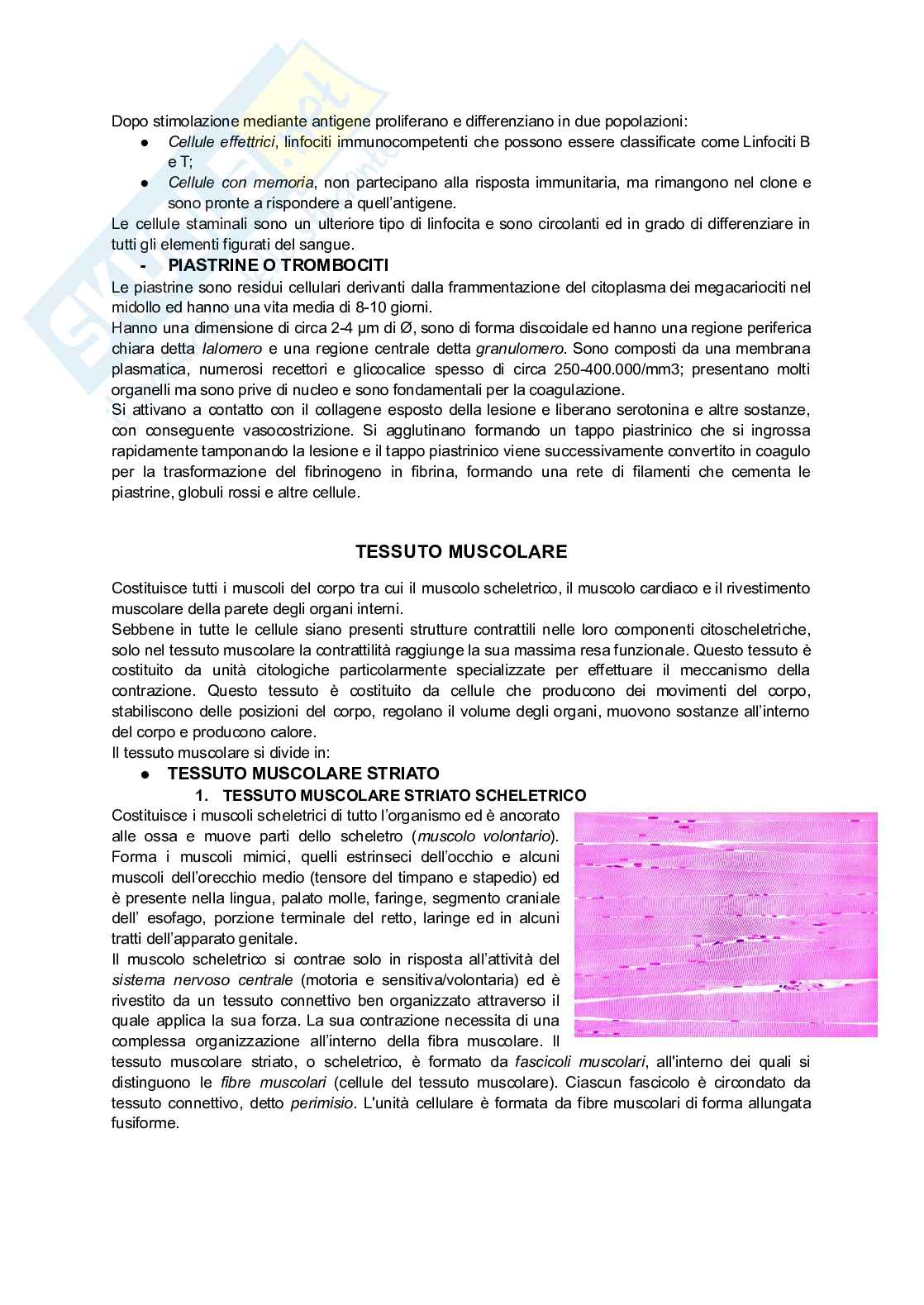 Appunti di Istologia per infermieristica Pag. 26