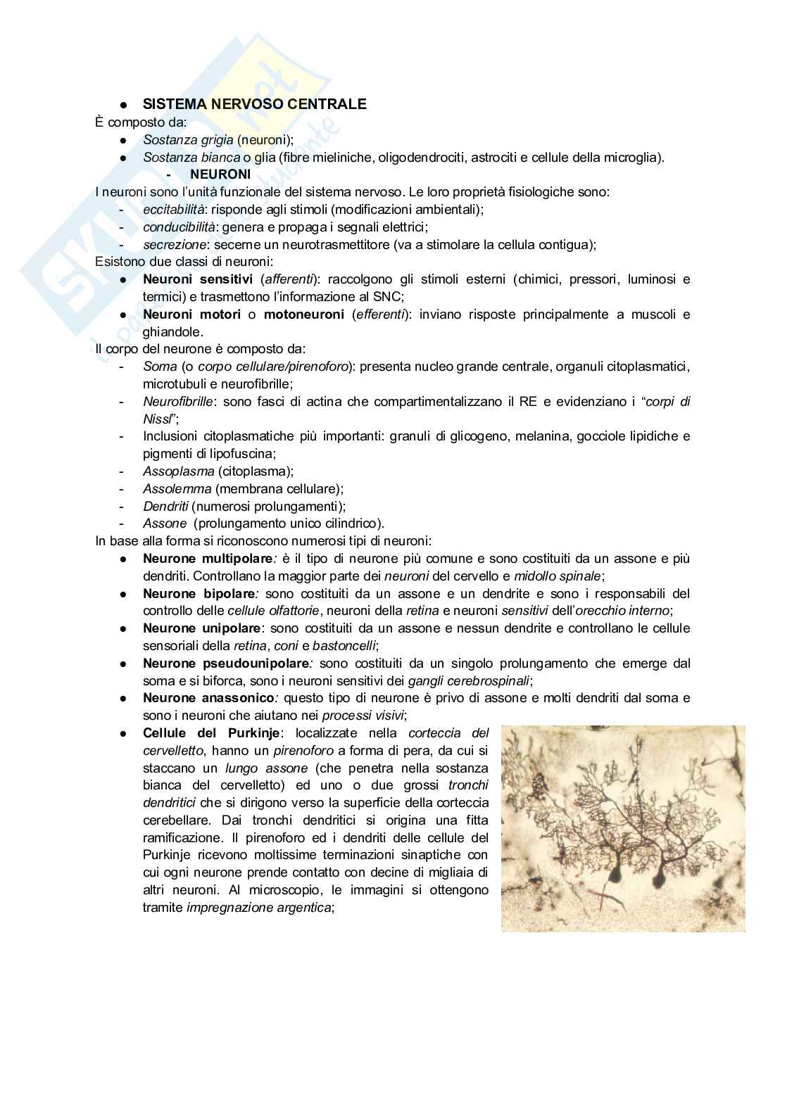 Appunti di Istologia per infermieristica Pag. 31