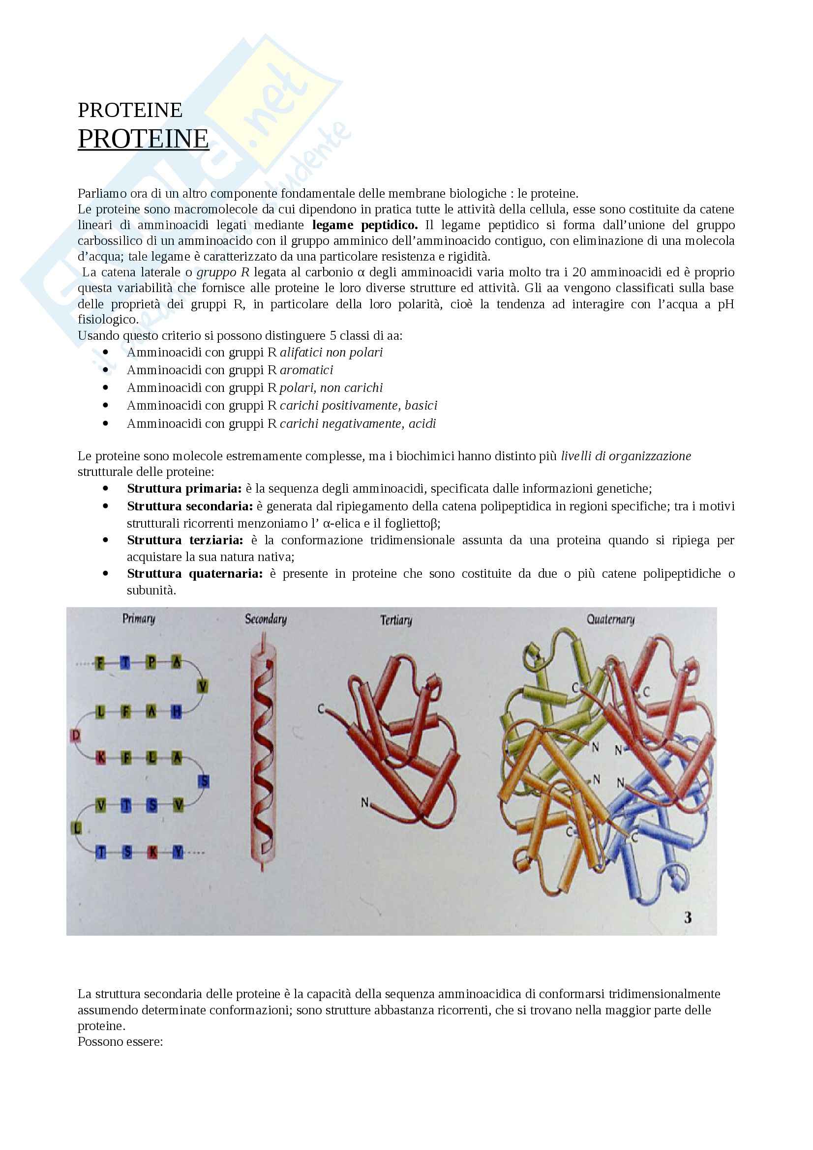 Citologia - proteine e membrane Pag. 1