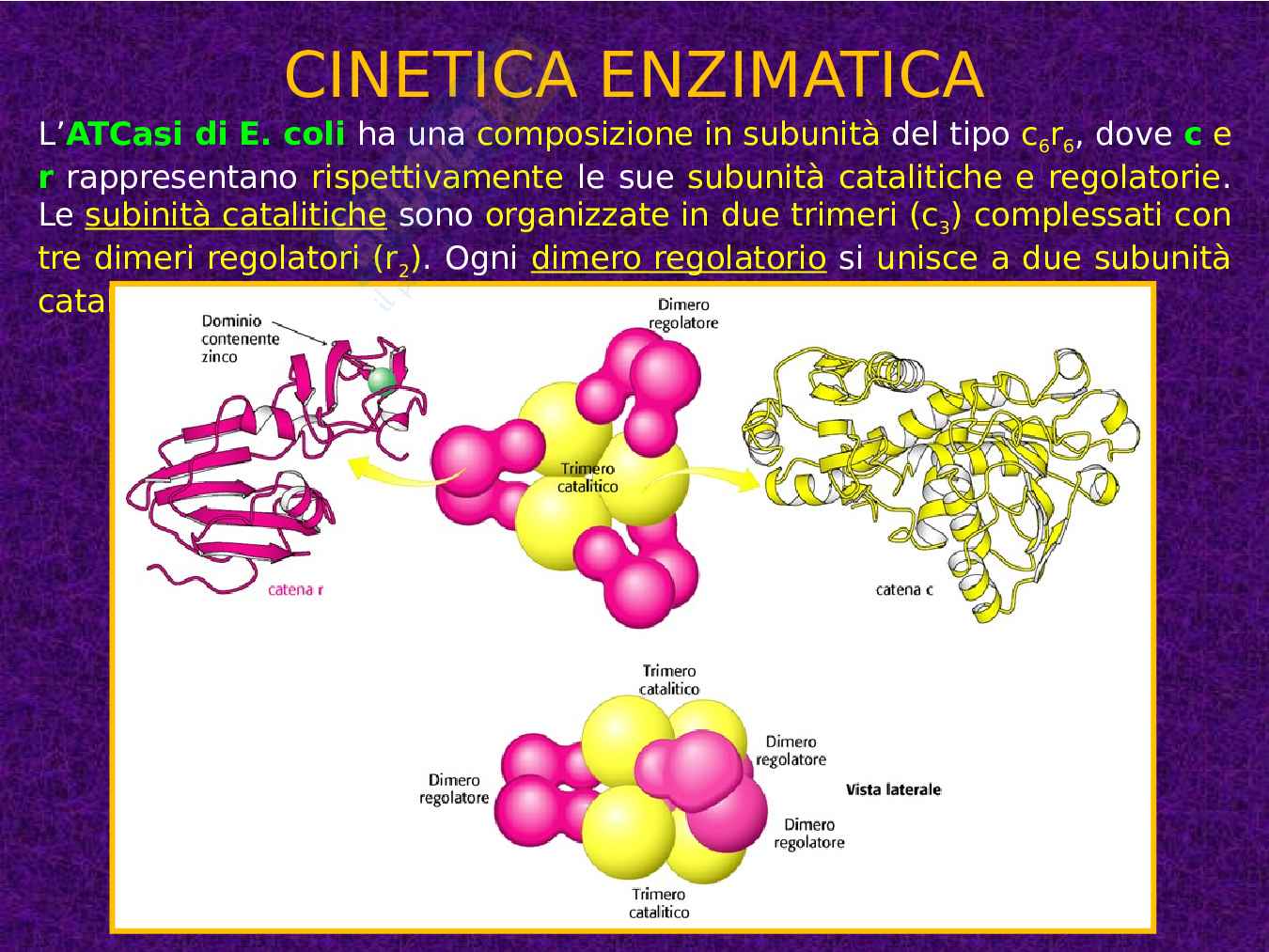 Enzimi e cinetica enzimatica Pag. 101