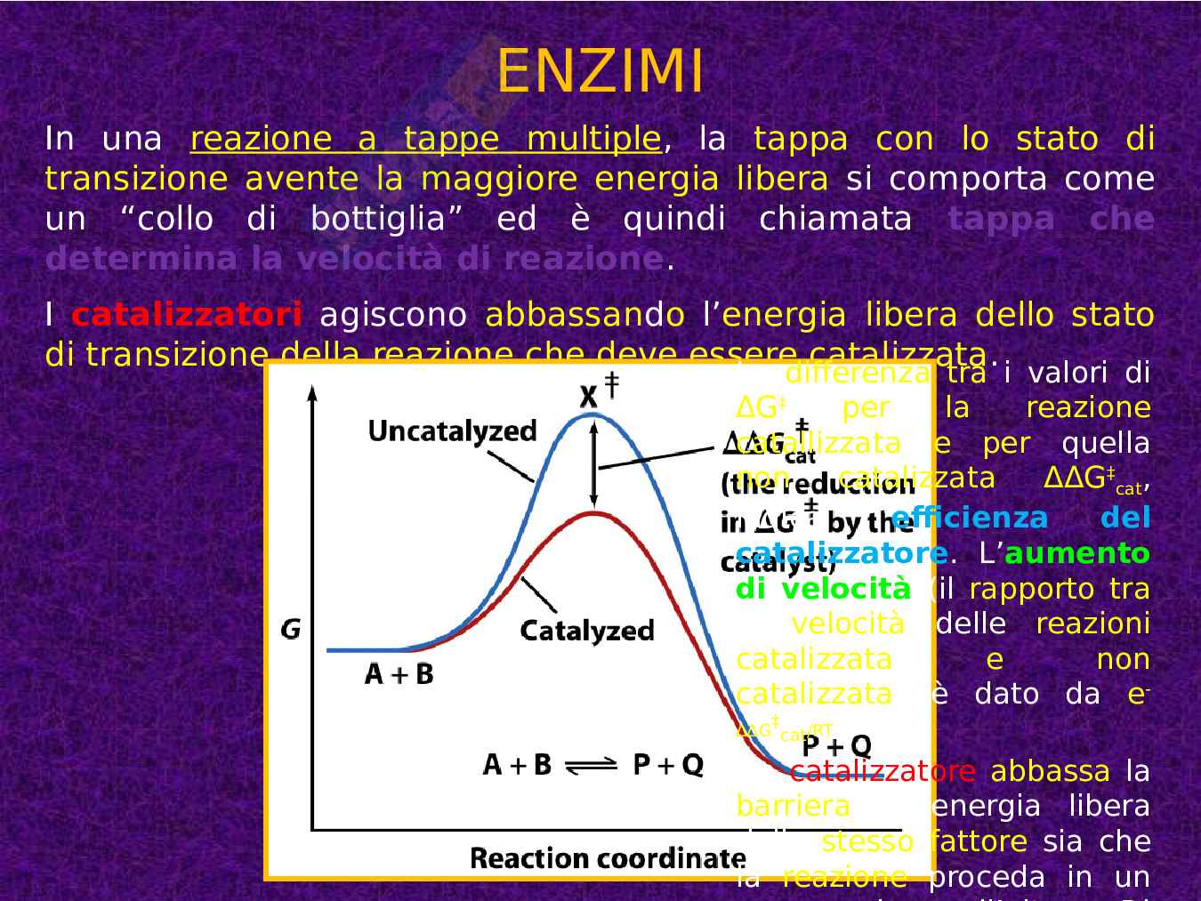 Enzimi e cinetica enzimatica Pag. 21