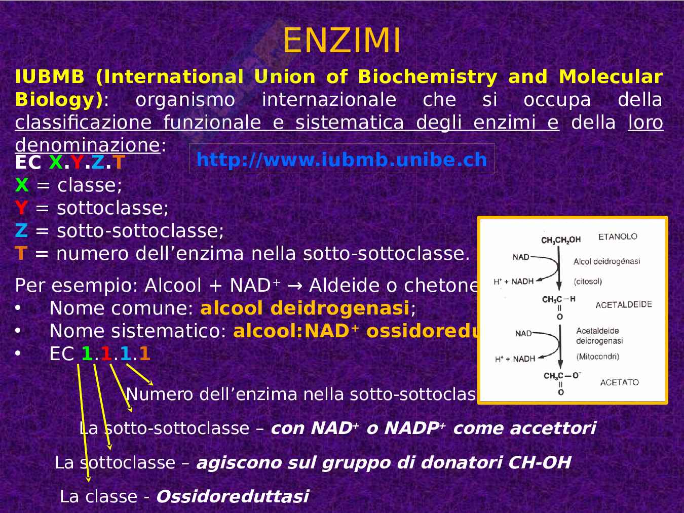 Enzimi e cinetica enzimatica Pag. 6