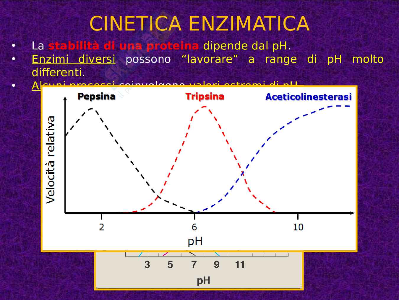 Enzimi e cinetica enzimatica Pag. 66