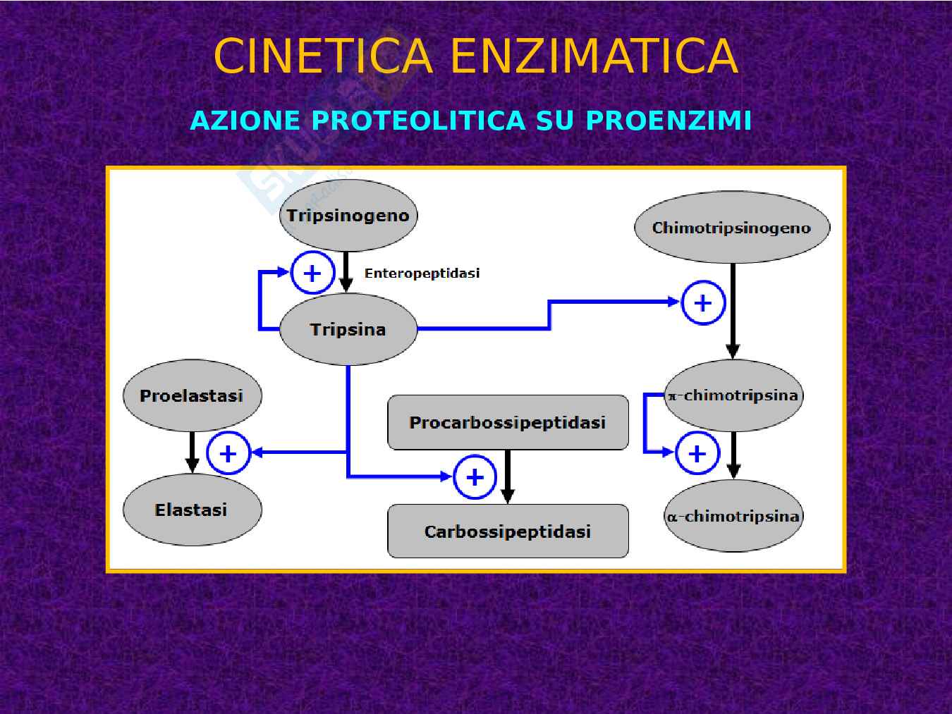 Enzimi e cinetica enzimatica Pag. 91