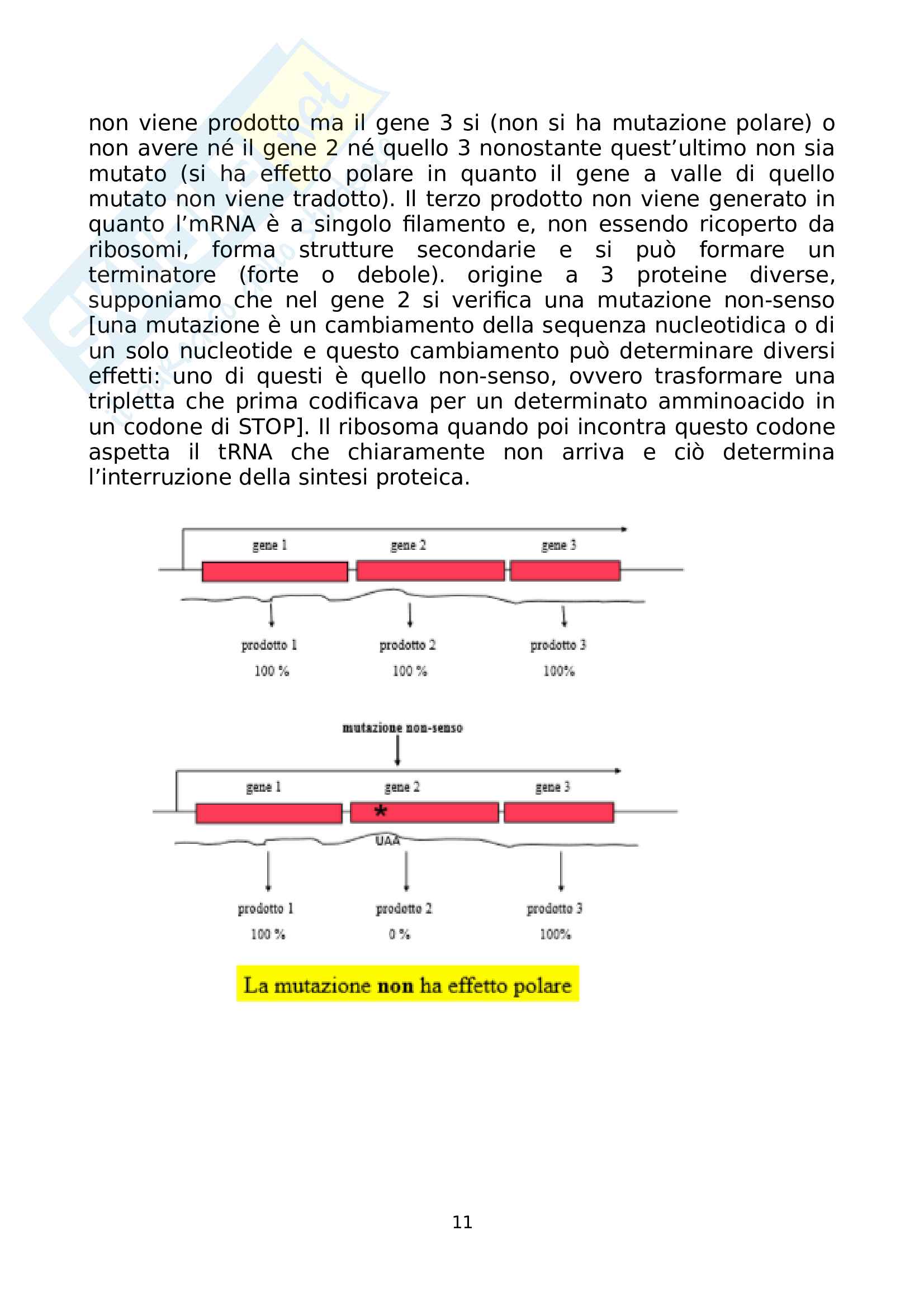 Microbiologia molecolare Pag. 11