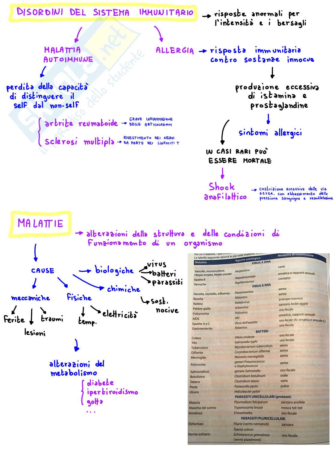 Appunti anatomia (test di medicina): schemi digitali a colori con immagini Pag. 61