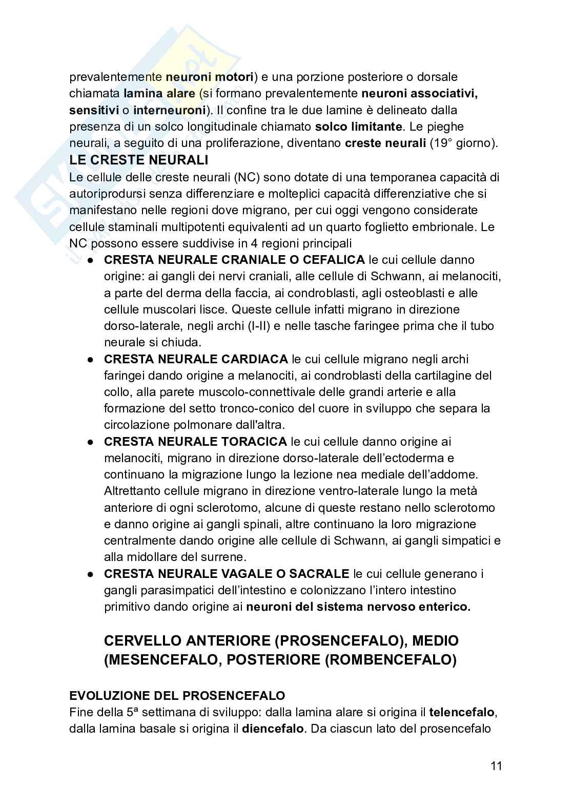 Embriologia Pag. 11
