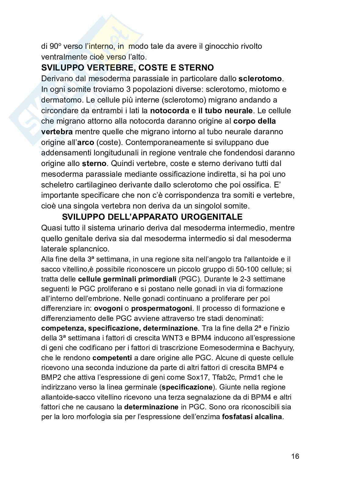 Embriologia Pag. 16