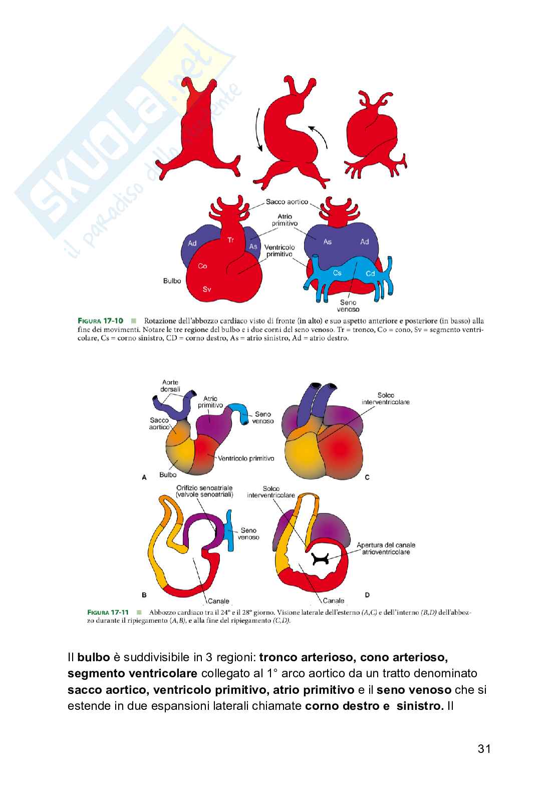 Embriologia Pag. 31