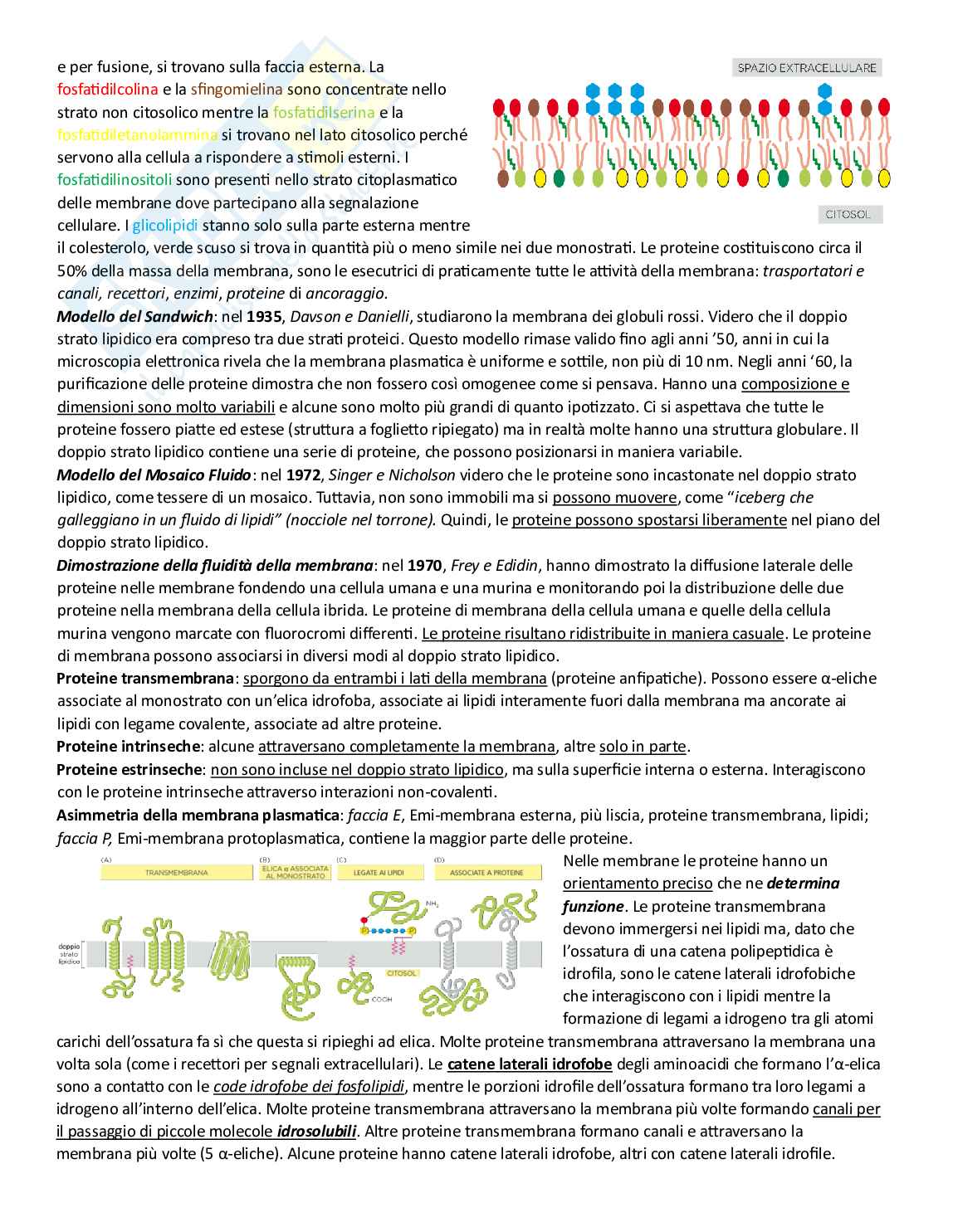 Appunti di Citologia per esame  Pag. 16