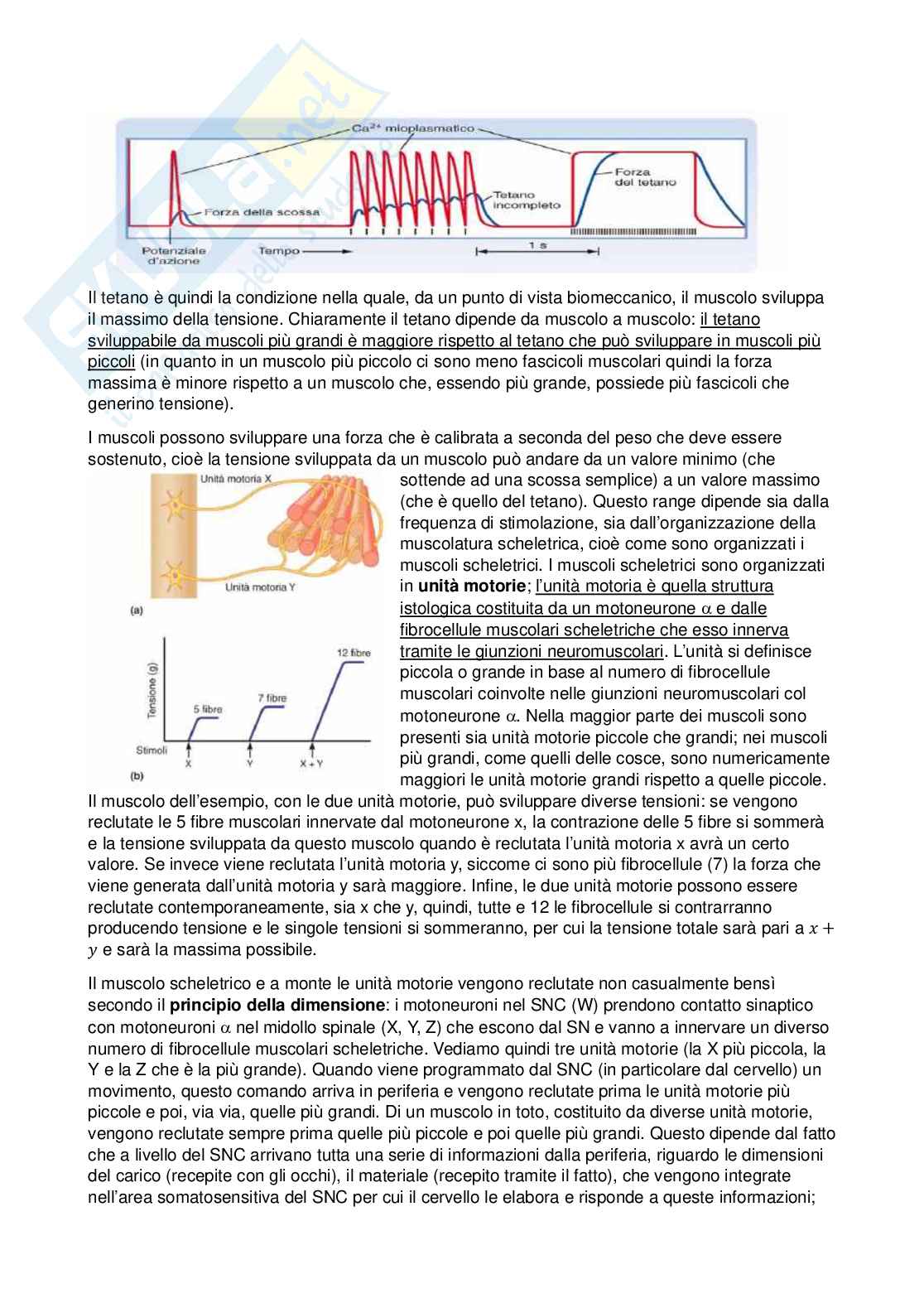 Fisiologia - Seconda parte  Pag. 11