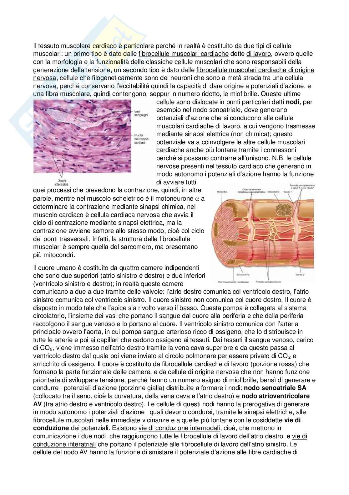 Fisiologia - Seconda parte  Pag. 16