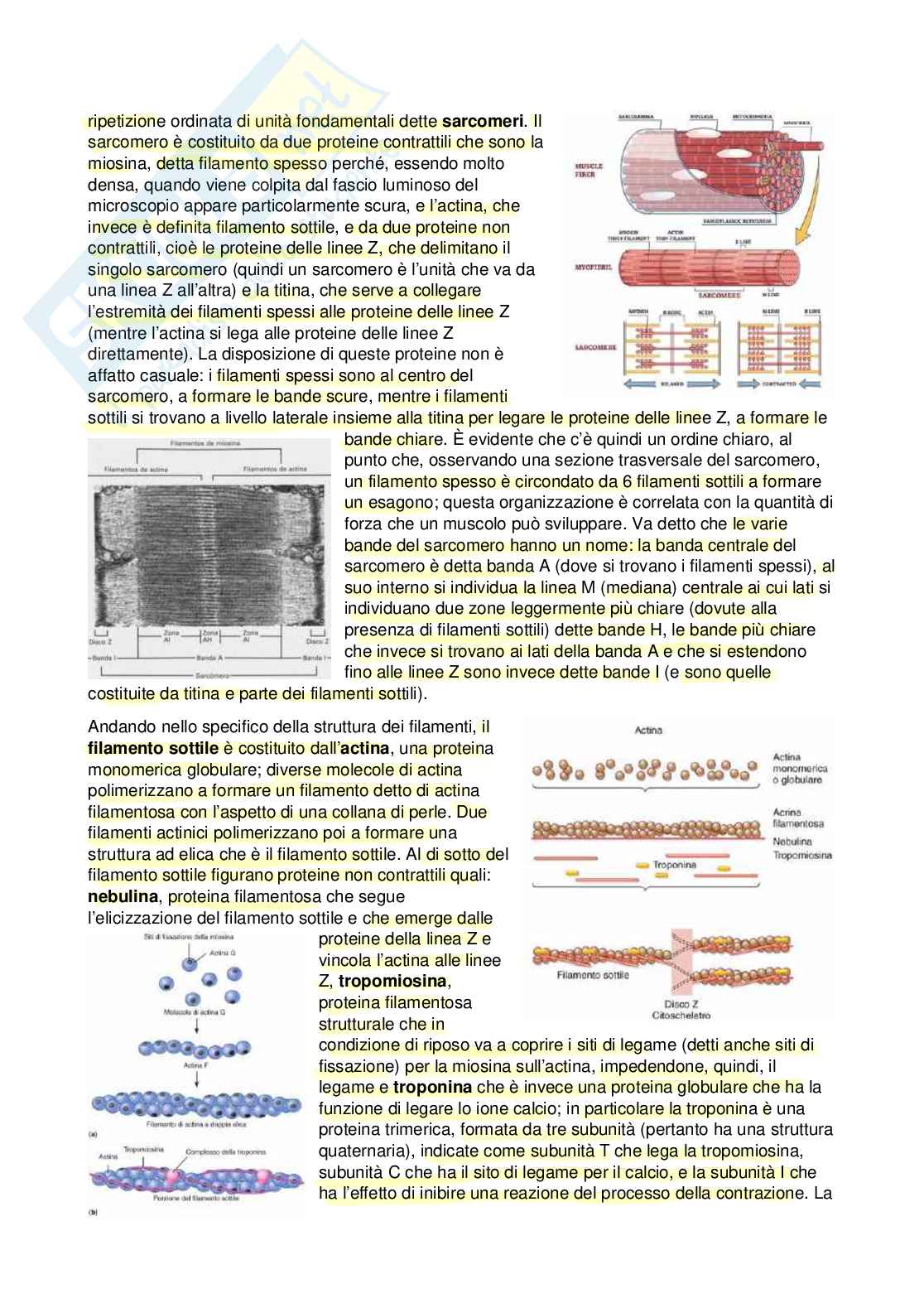 Fisiologia - Seconda parte  Pag. 2