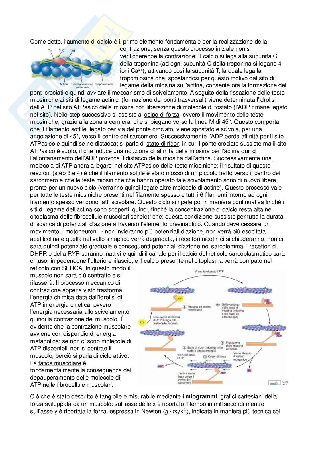 Fisiologia - Seconda parte  Pag. 6