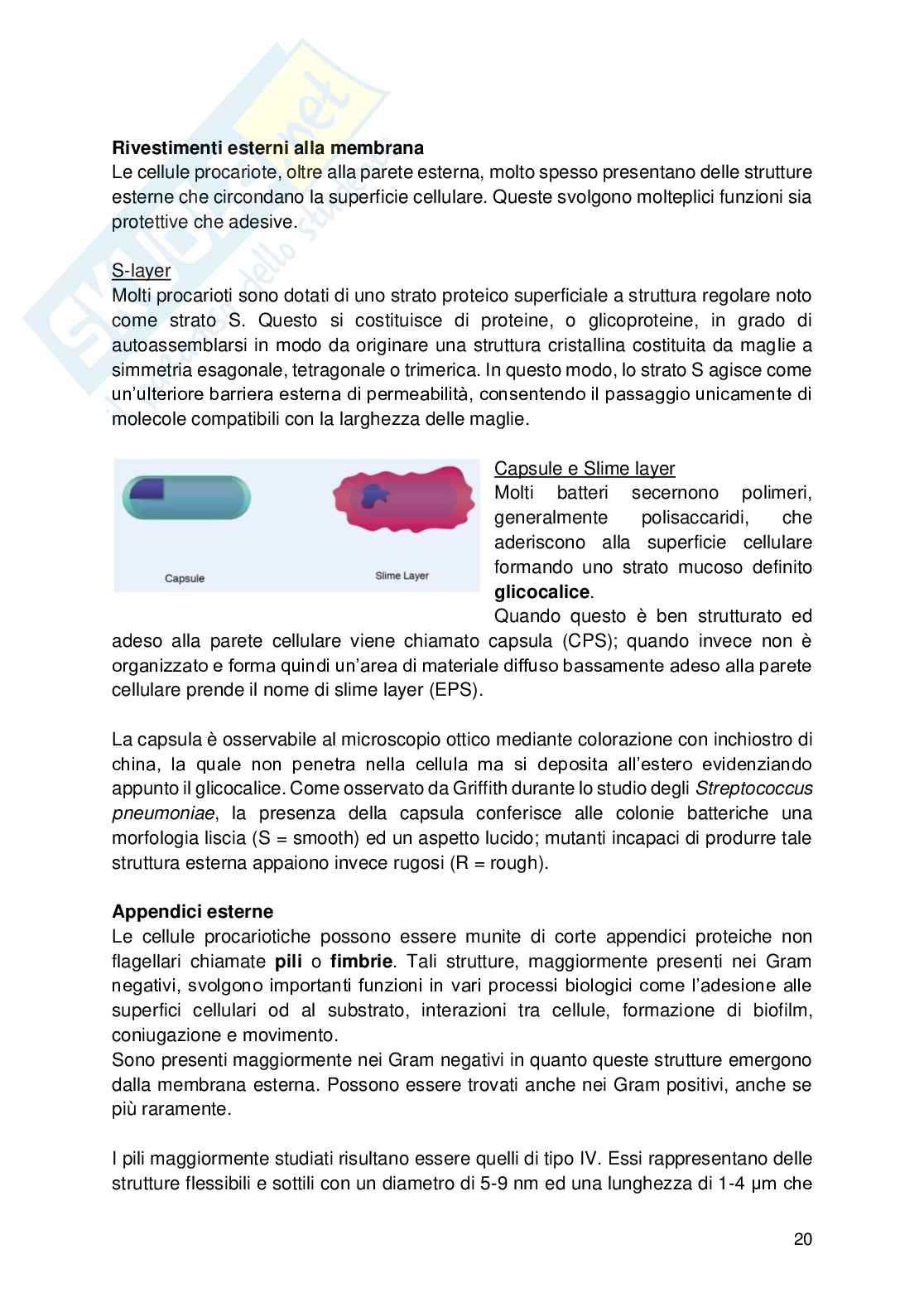 Appunti di Microbiologia Pag. 21