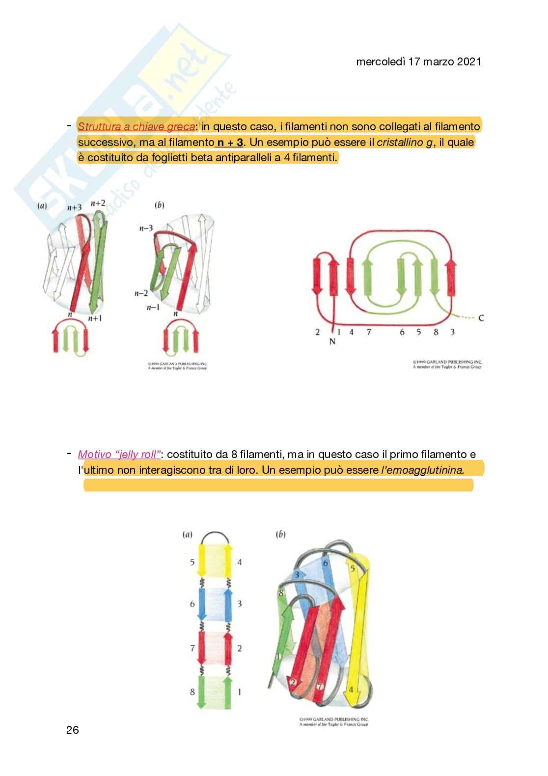 Biochimica (macromolecole, trasporto di membrana, emoglobina e mioglobina) Pag. 26