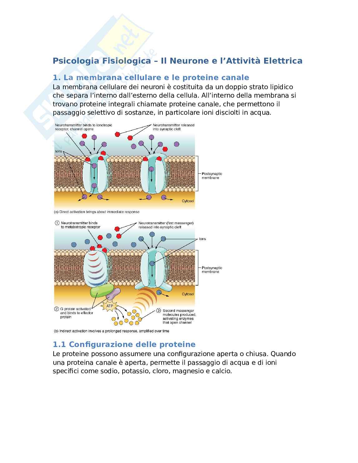 Fisiologia neuronale: potenziale d'azione e trasmissione dell'impulso nervoso Pag. 1