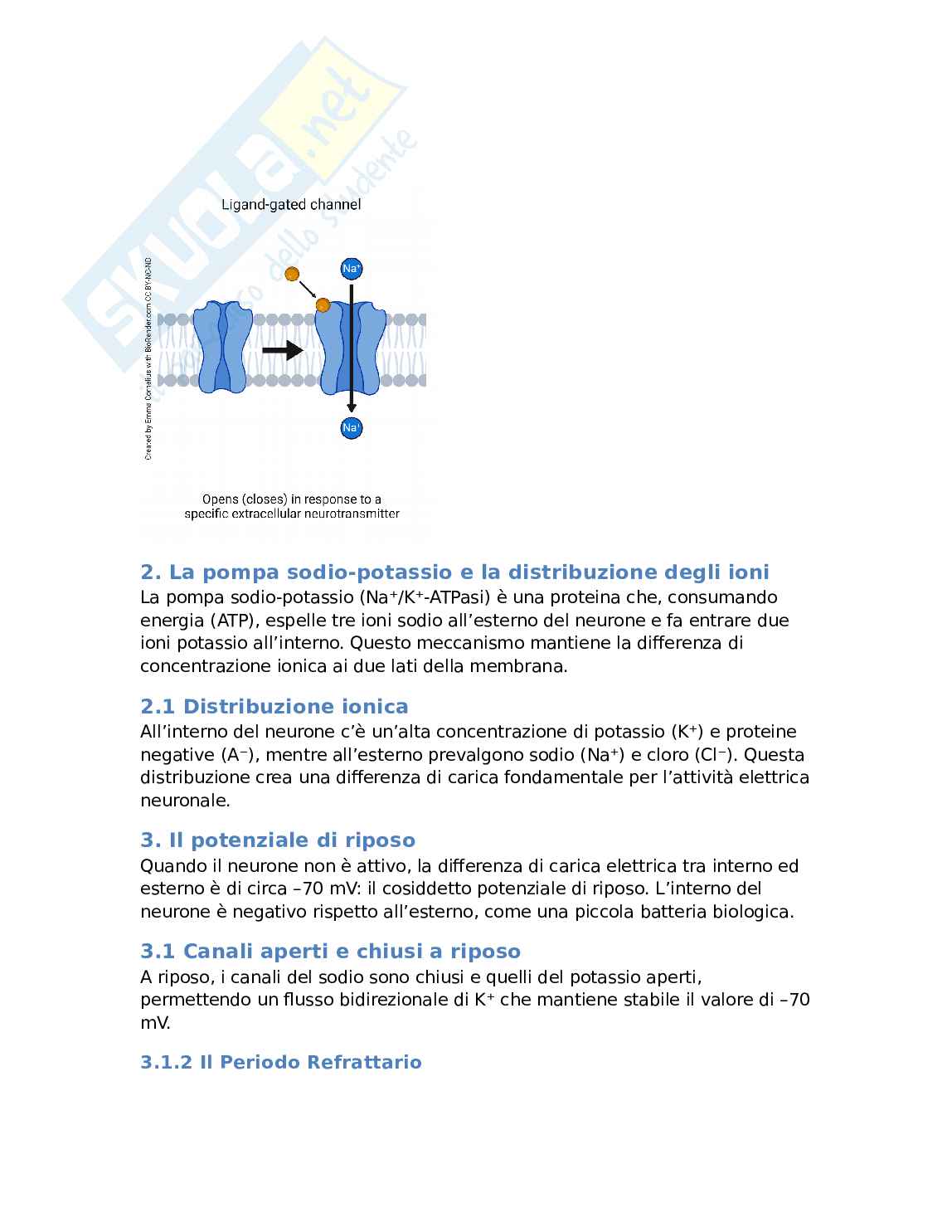 Fisiologia neuronale: potenziale d'azione e trasmissione dell'impulso nervoso Pag. 2