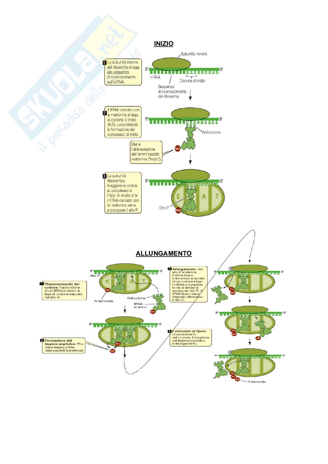 Biologia molecolare e cellulare (struttura, funzioni, meccanismi e riproduzione della cellula eucariotica) Pag. 36