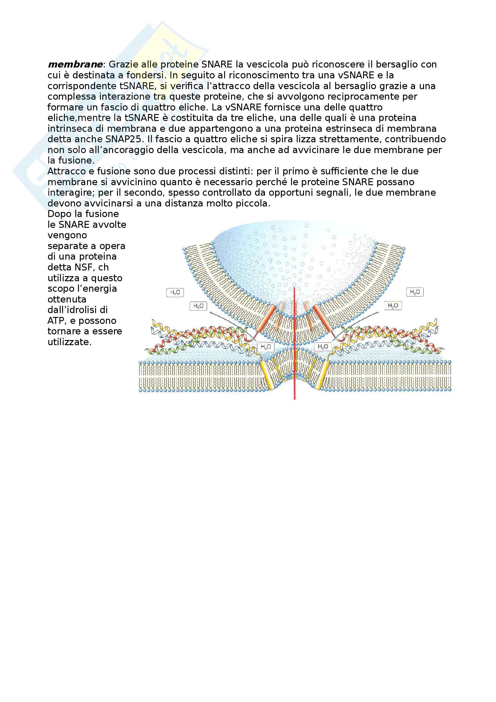 Citologia 1 Pag. 31