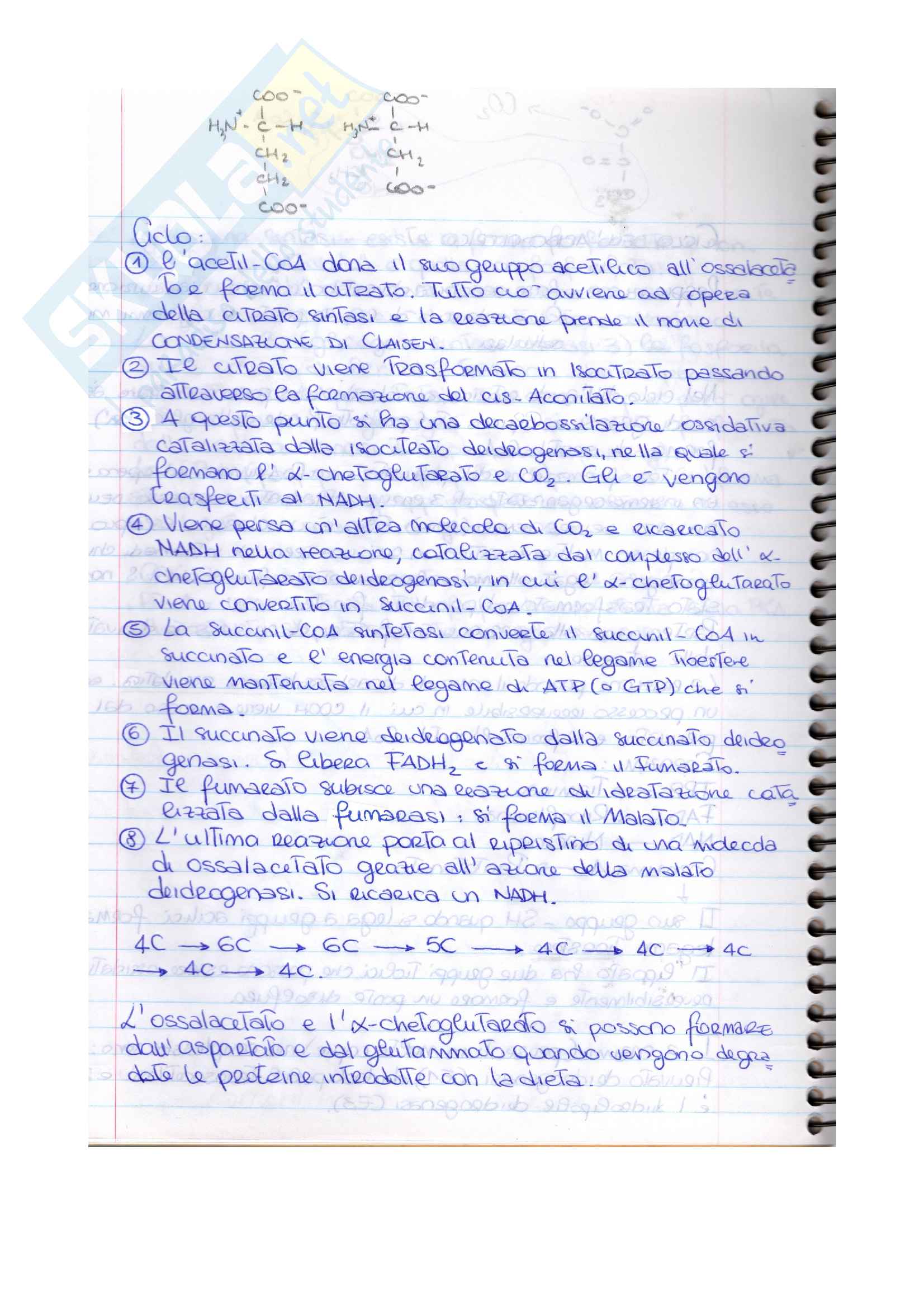Esame di biochimica (parte 6) Pag. 2