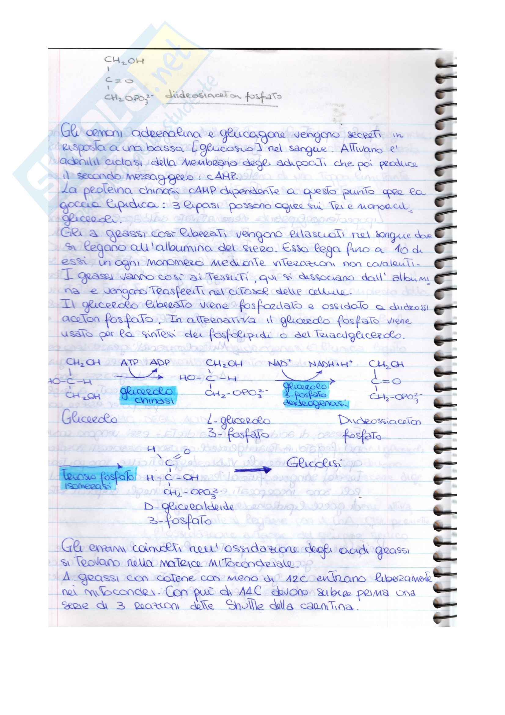 Esame di biochimica (parte 6) Pag. 6