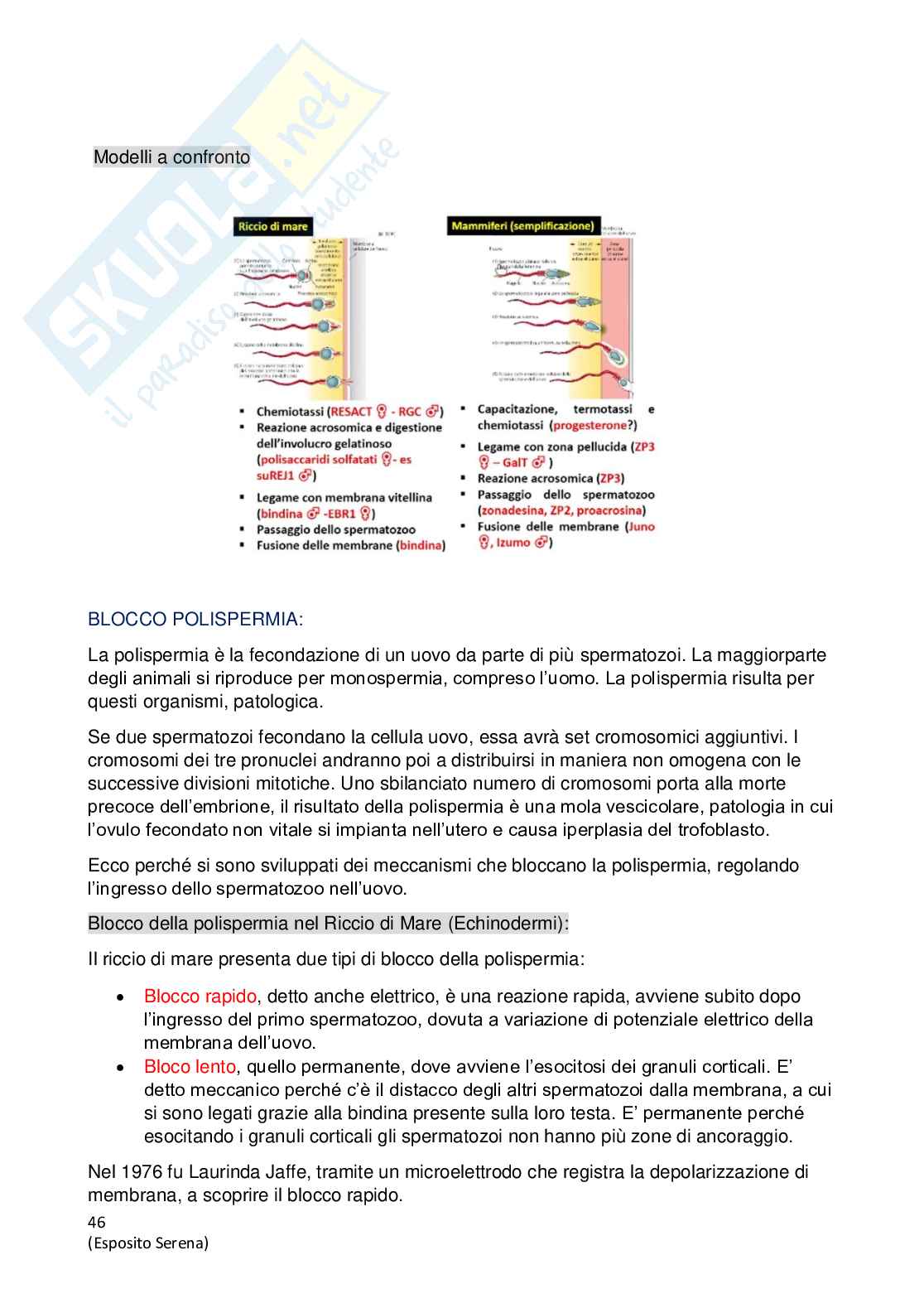 Biologia dello sviluppo Pag. 46