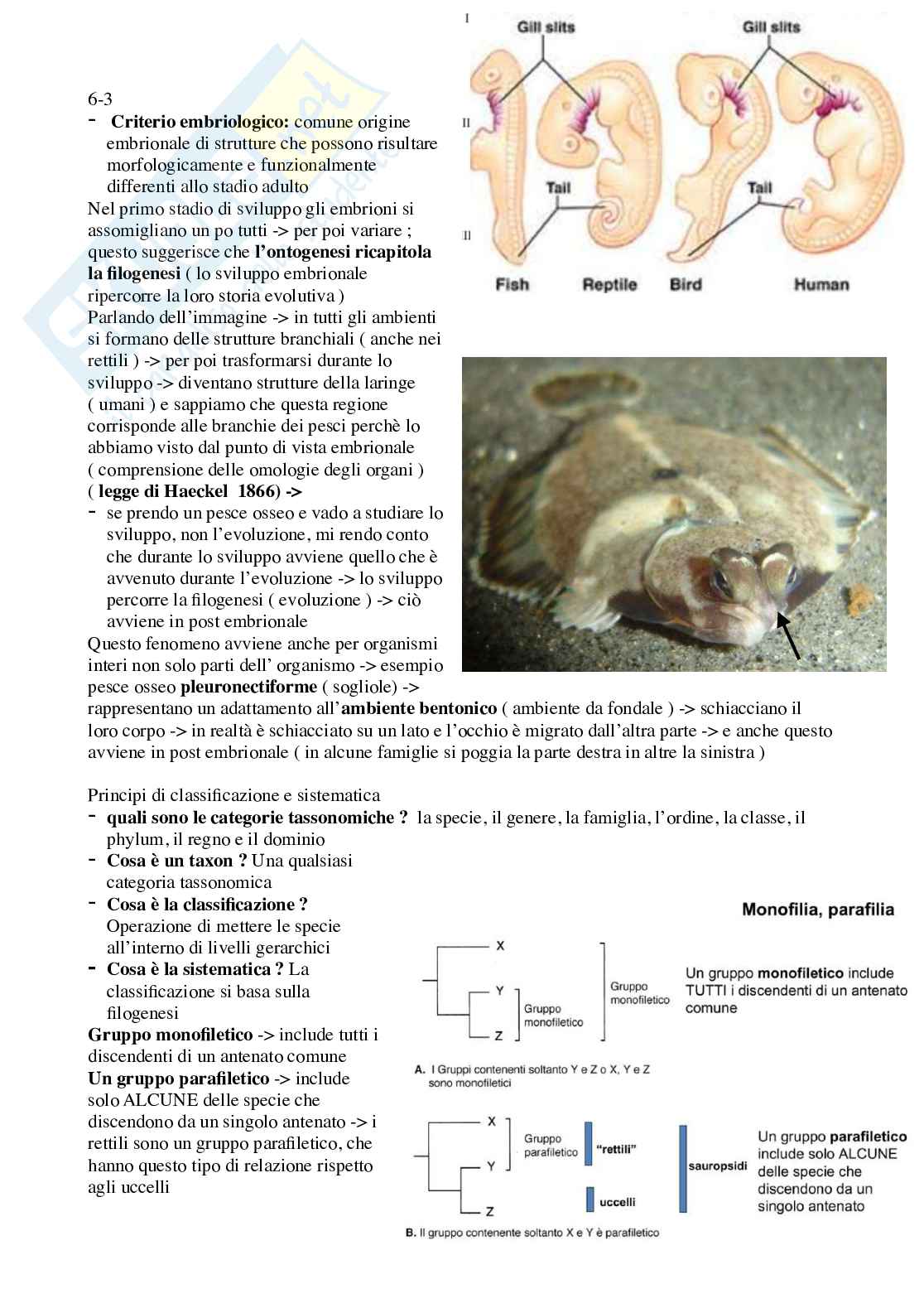 Appunti Anatomia comparata Pag. 2
