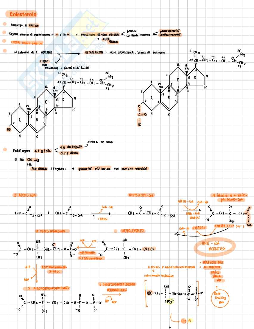 Schemi Biochimica metabolica - parte 2 di 3 Pag. 31
