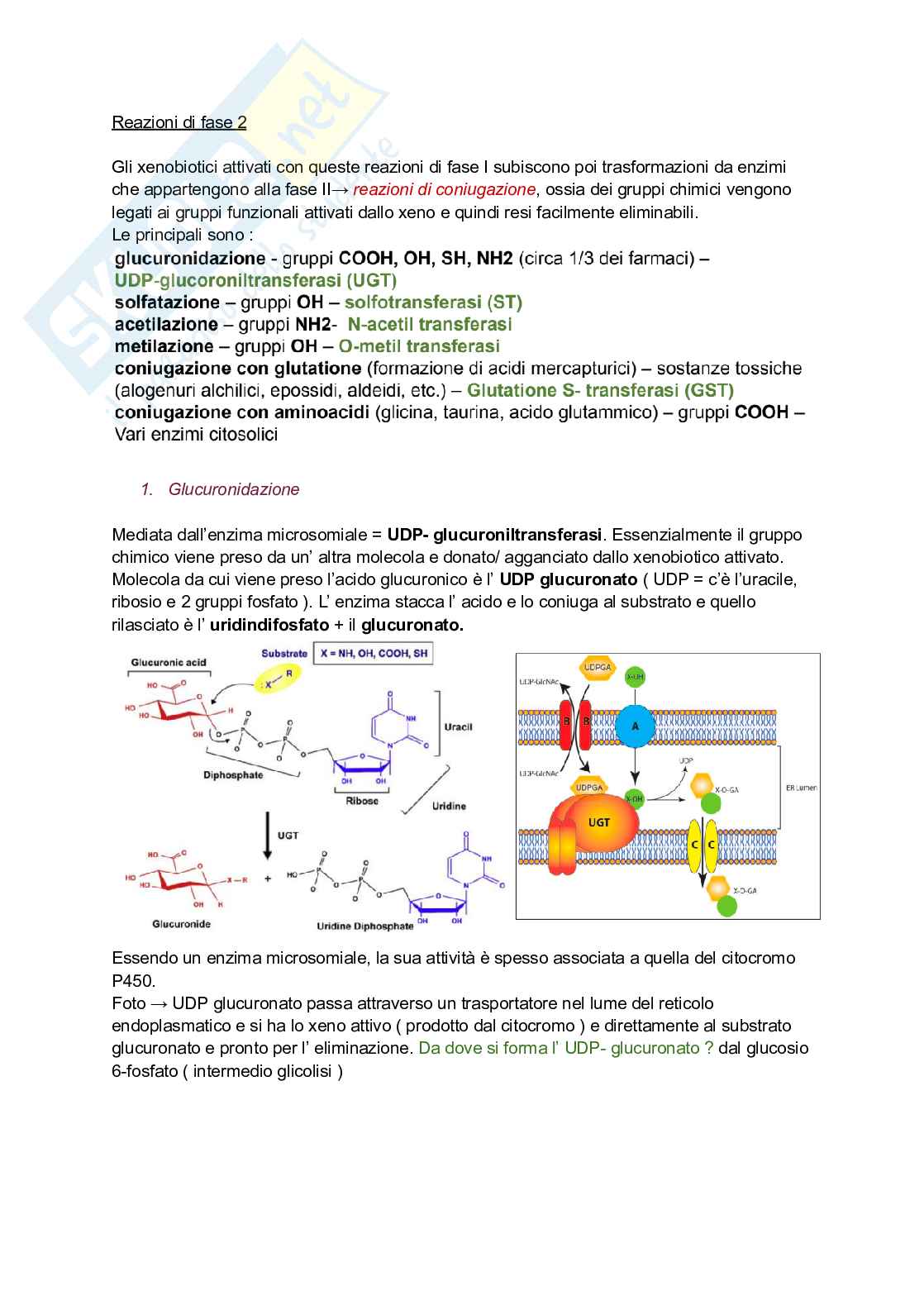 Reazioni di fase 2 + stress ossidativo come strumento di biomonitoraggio Pag. 1
