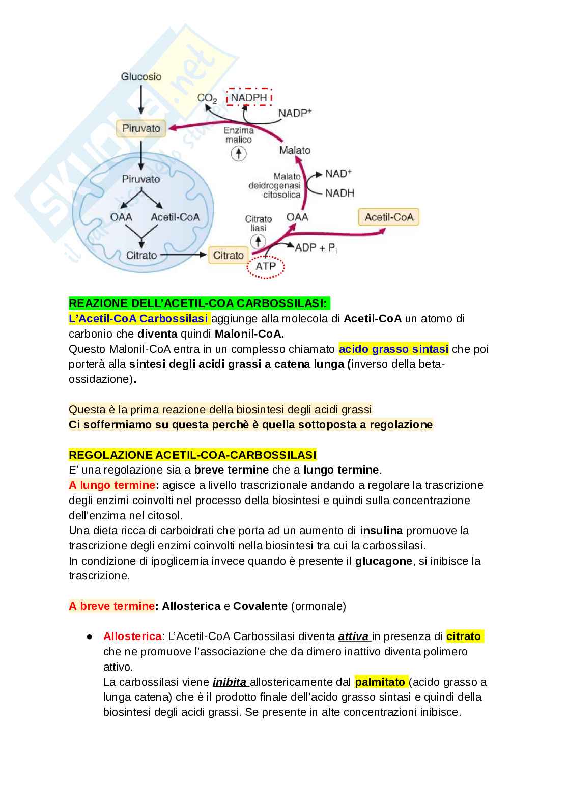 Riassunto esame Biologia umana , Prof. Pacelli Consiglia, libro consigliato Biochimica per le scienze motorie-P. M. Tiidus, A. R. Tupling, M. E. Houston, C.Pacelli- UTET, M. Tiidus, A. R. Tupling, M. E. Houston, C.Pacelli- UTET Pag. 81