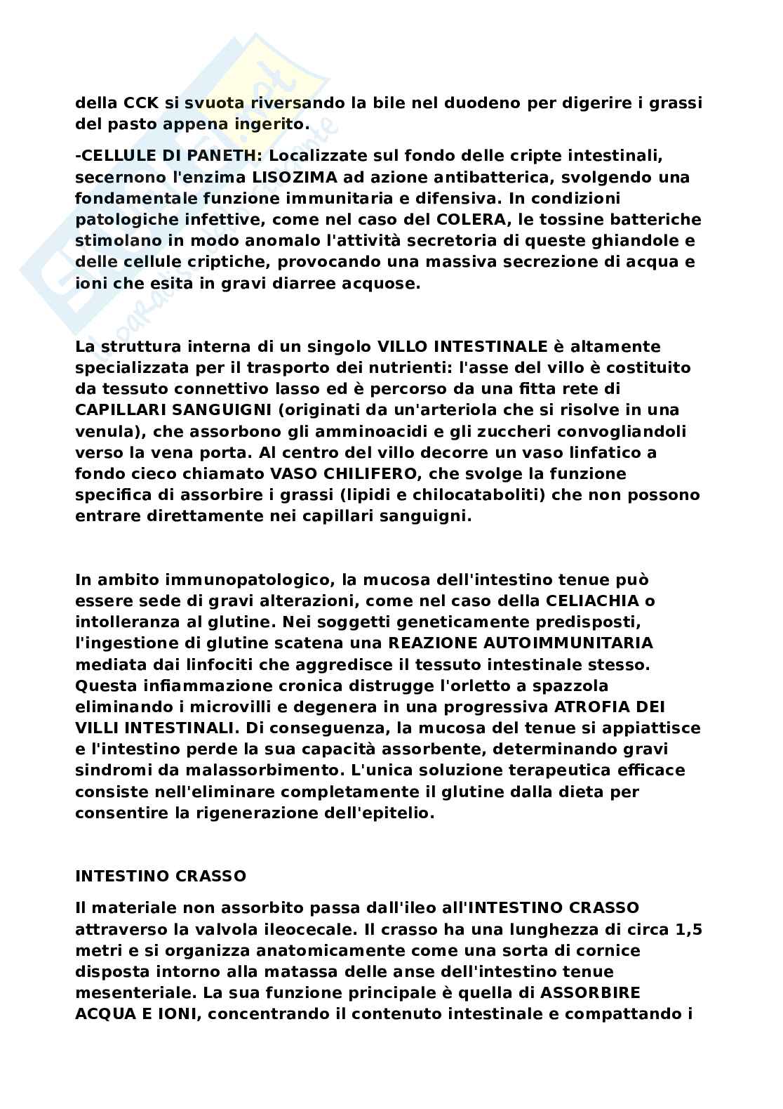 Sistema nervoso Pag. 16