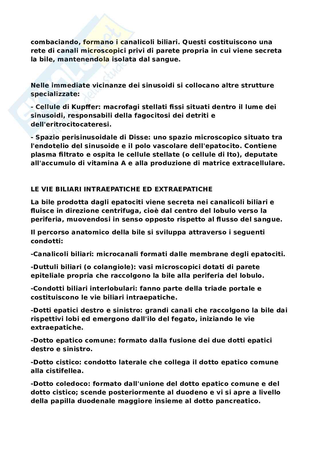 Sistema nervoso Pag. 26