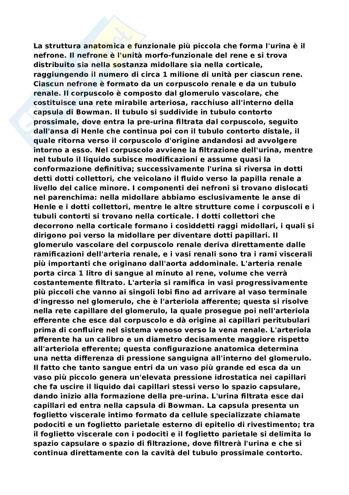 Sistema nervoso Pag. 31