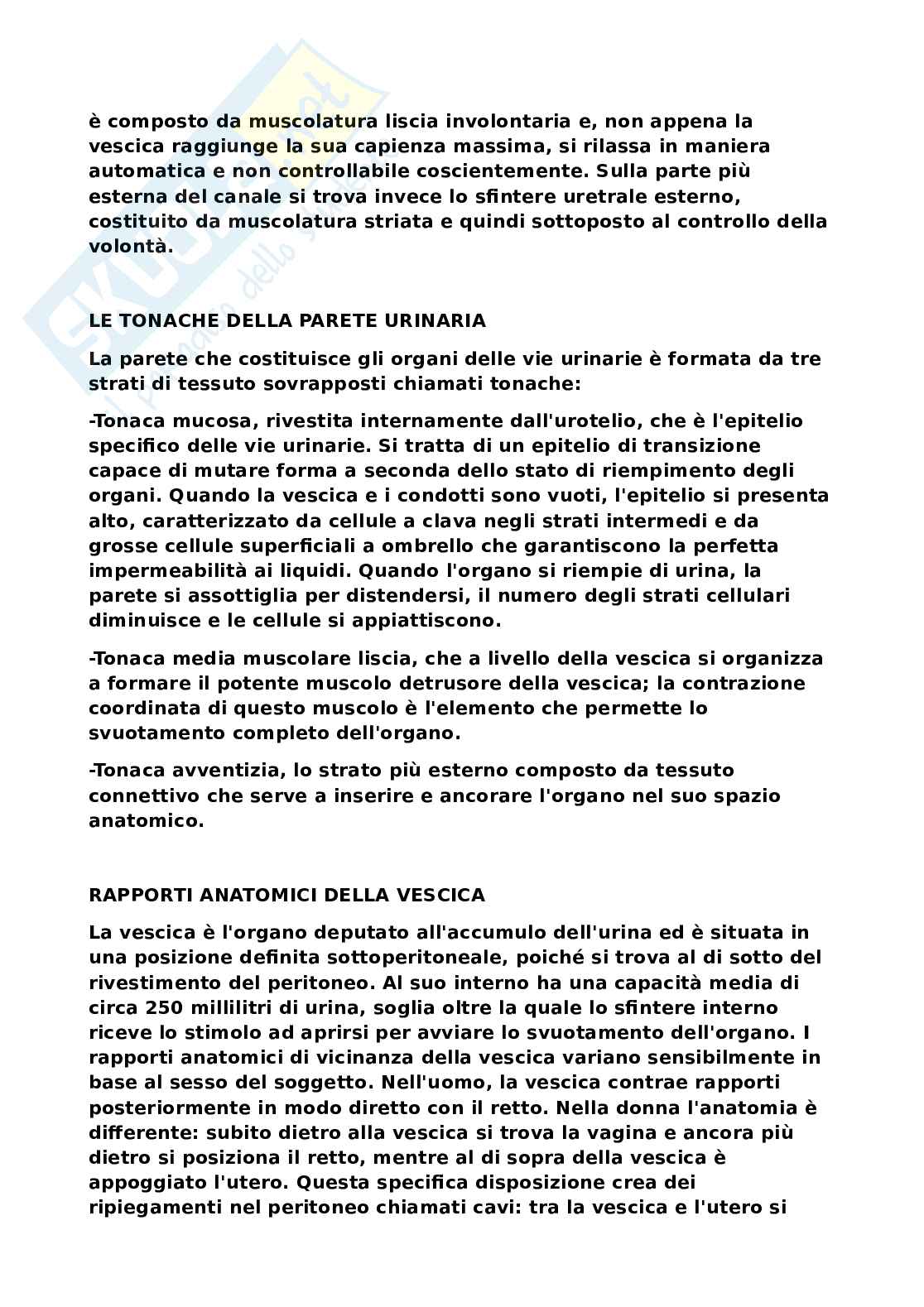 Sistema nervoso Pag. 36