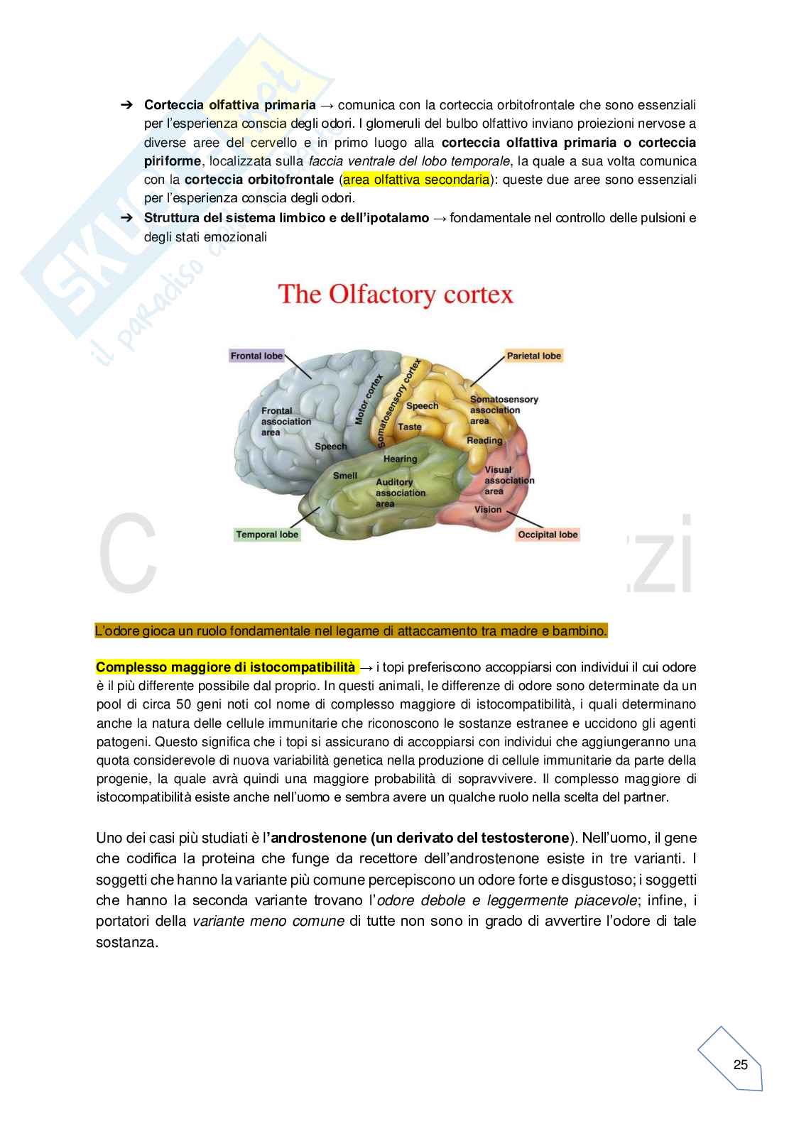 Psicologia dei processi cognitivi ed emotivi Pag. 26
