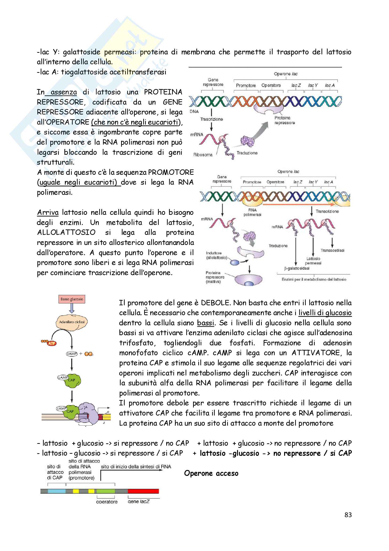 Biologia animale 4 Pag. 2