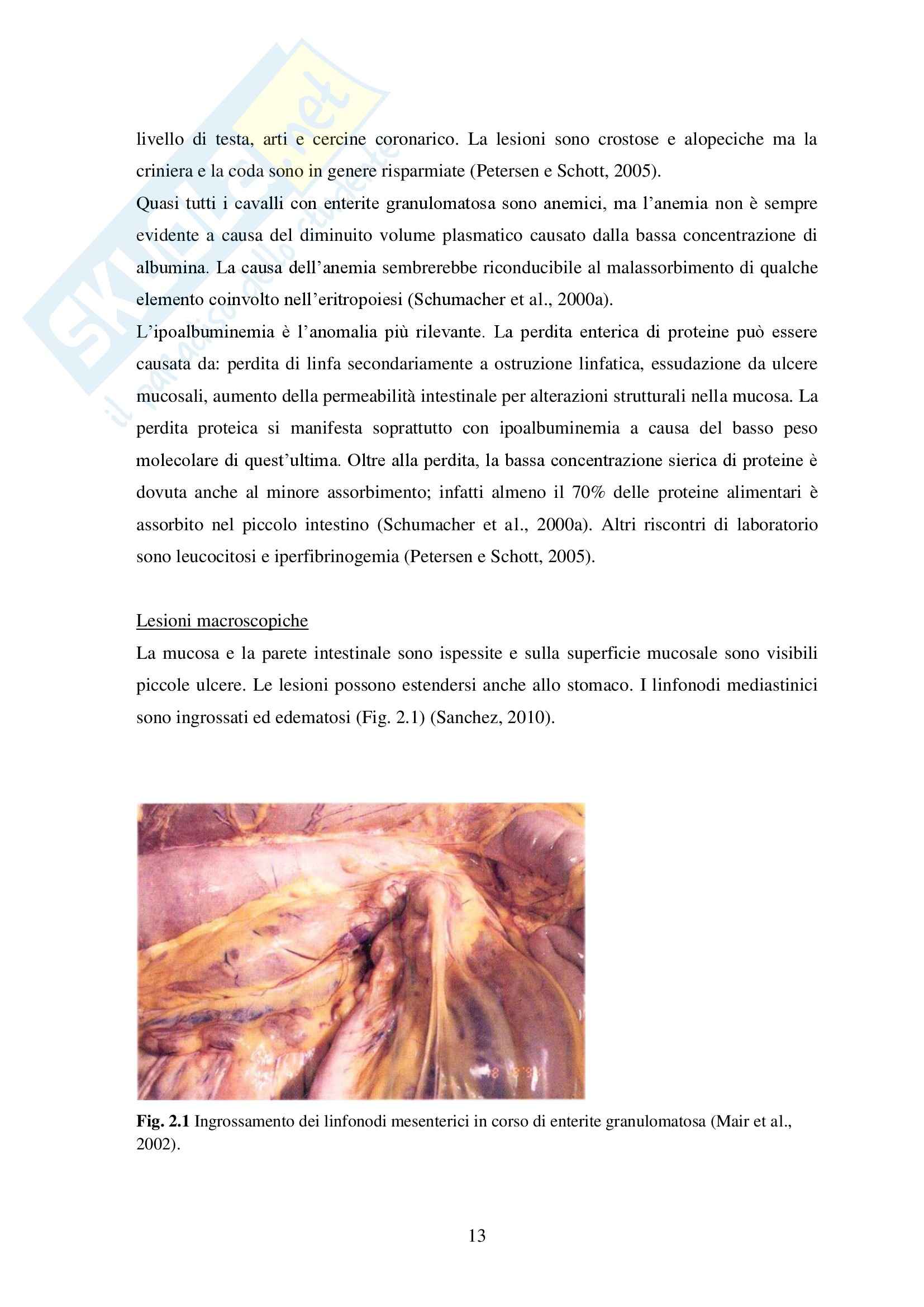 Sindrome da malassorbimento nel cavallo, Clinica medica Pag. 16