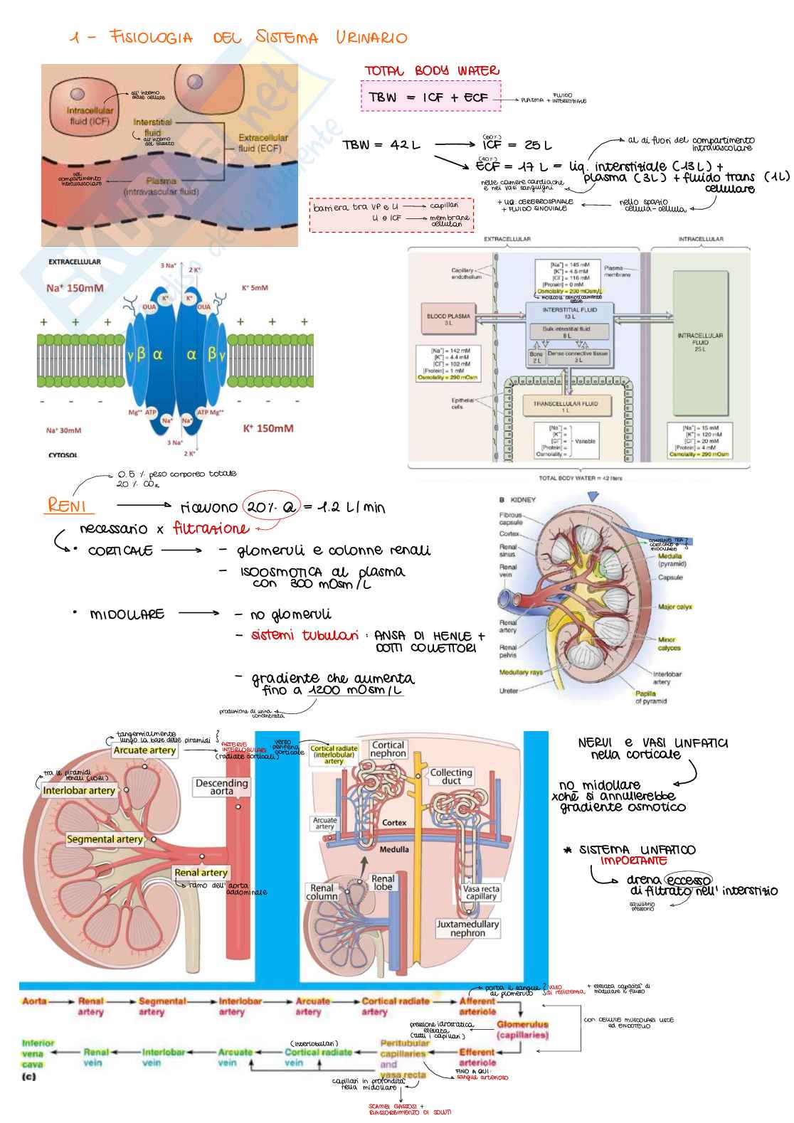 Appunti di Fisiologia B - parte 2 di 2 Pag. 1
