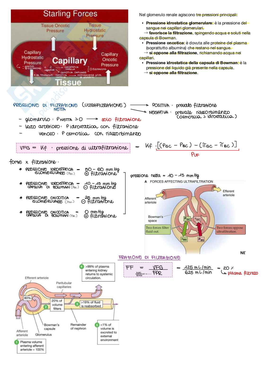 Appunti di Fisiologia B - parte 2 di 2 Pag. 11