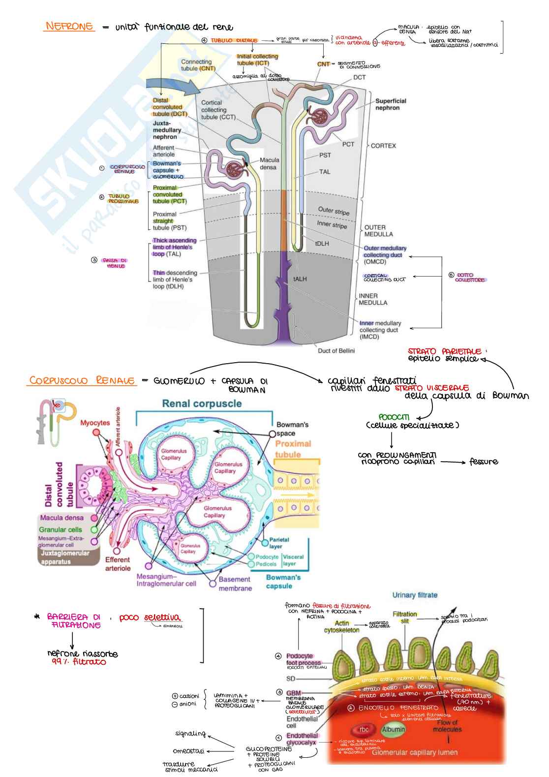 Appunti di Fisiologia B - parte 2 di 2 Pag. 2