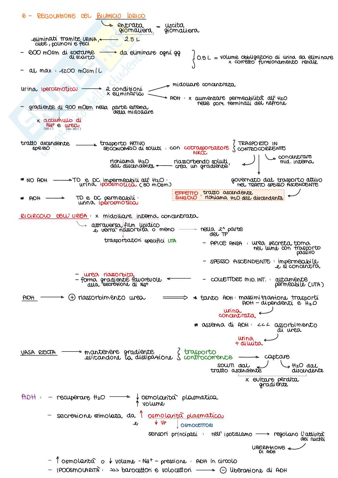 Appunti di Fisiologia B - parte 2 di 2 Pag. 21