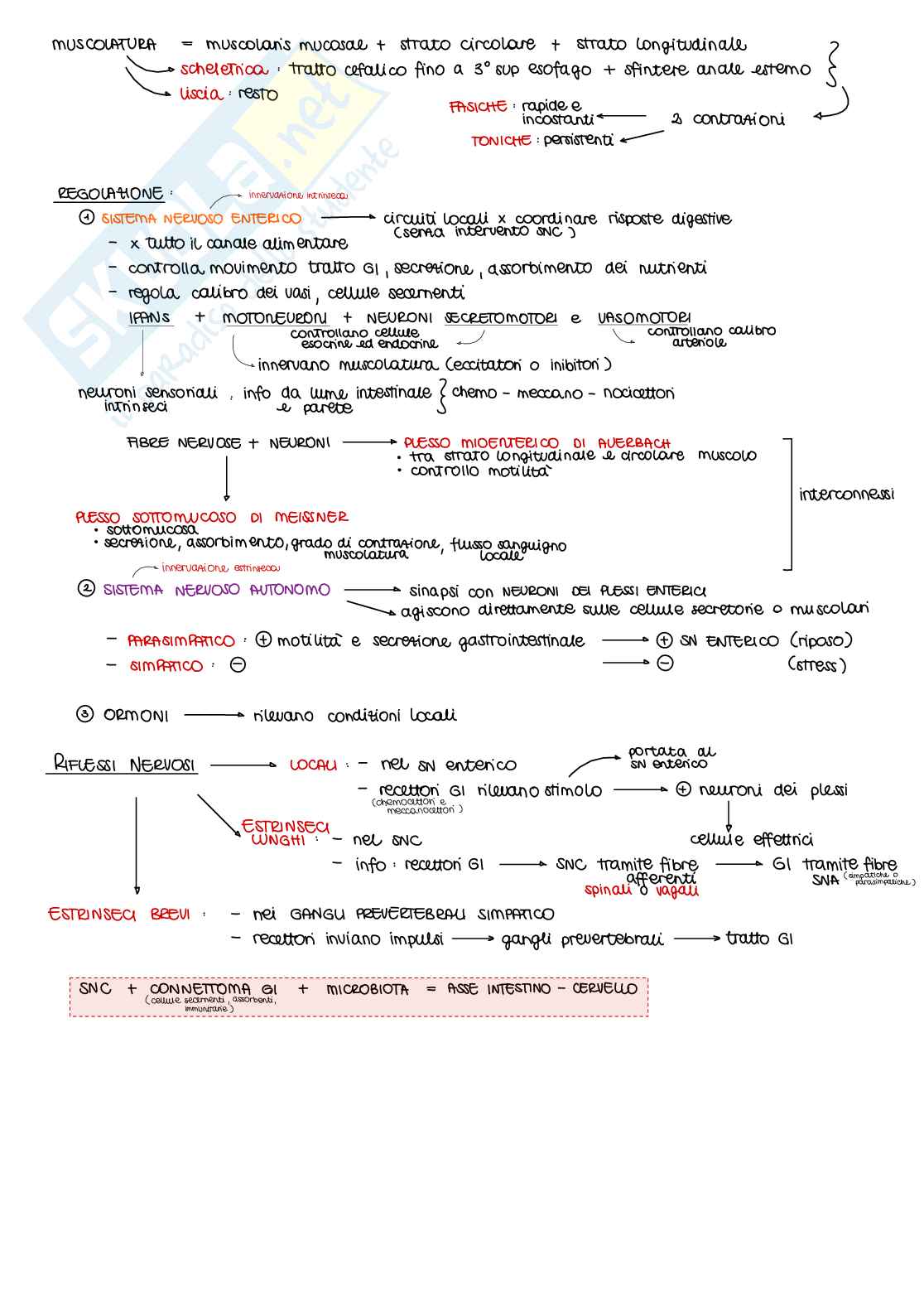 Appunti di Fisiologia B - parte 2 di 2 Pag. 31