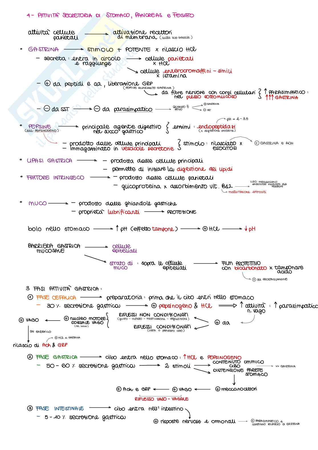 Appunti di Fisiologia B - parte 2 di 2 Pag. 36