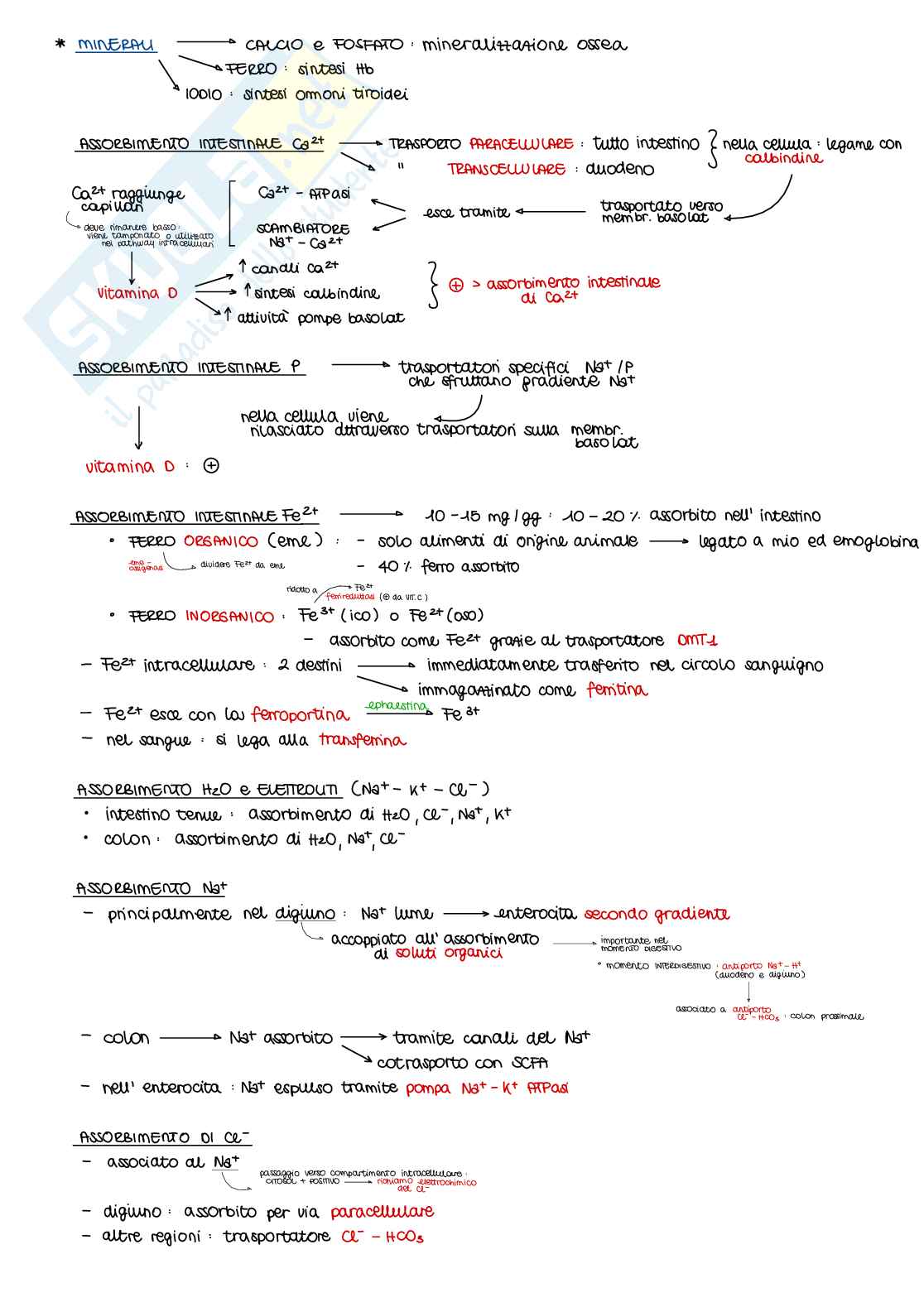 Appunti di Fisiologia B - parte 2 di 2 Pag. 41