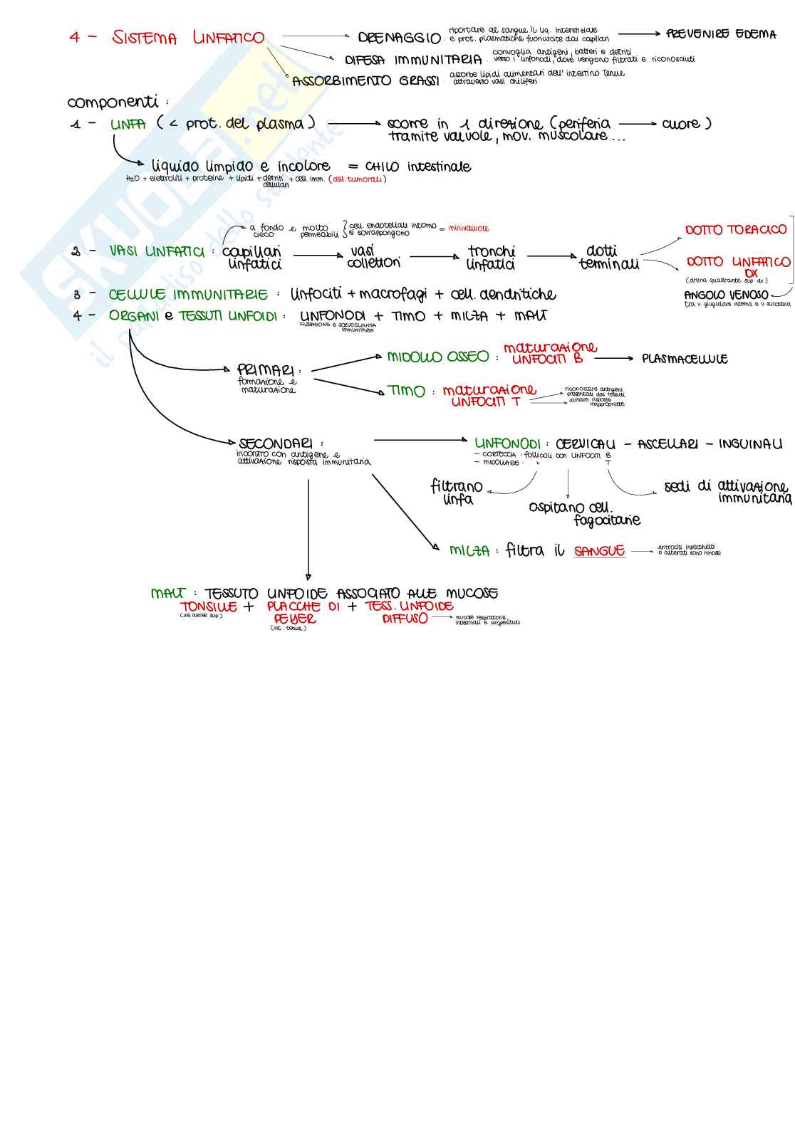 Appunti di Fisiologia B - parte 2 di 2 Pag. 51