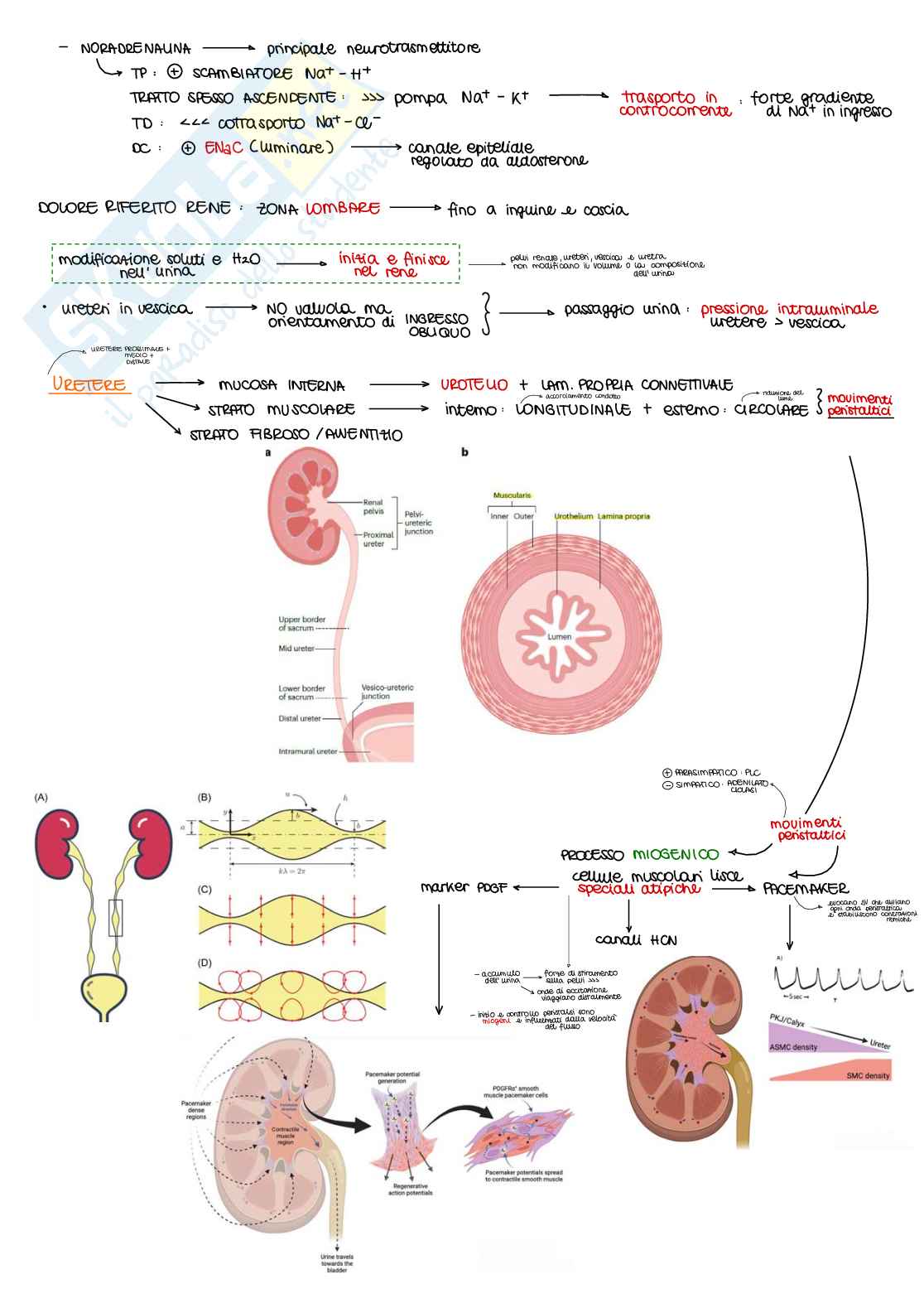 Appunti di Fisiologia B - parte 2 di 2 Pag. 6