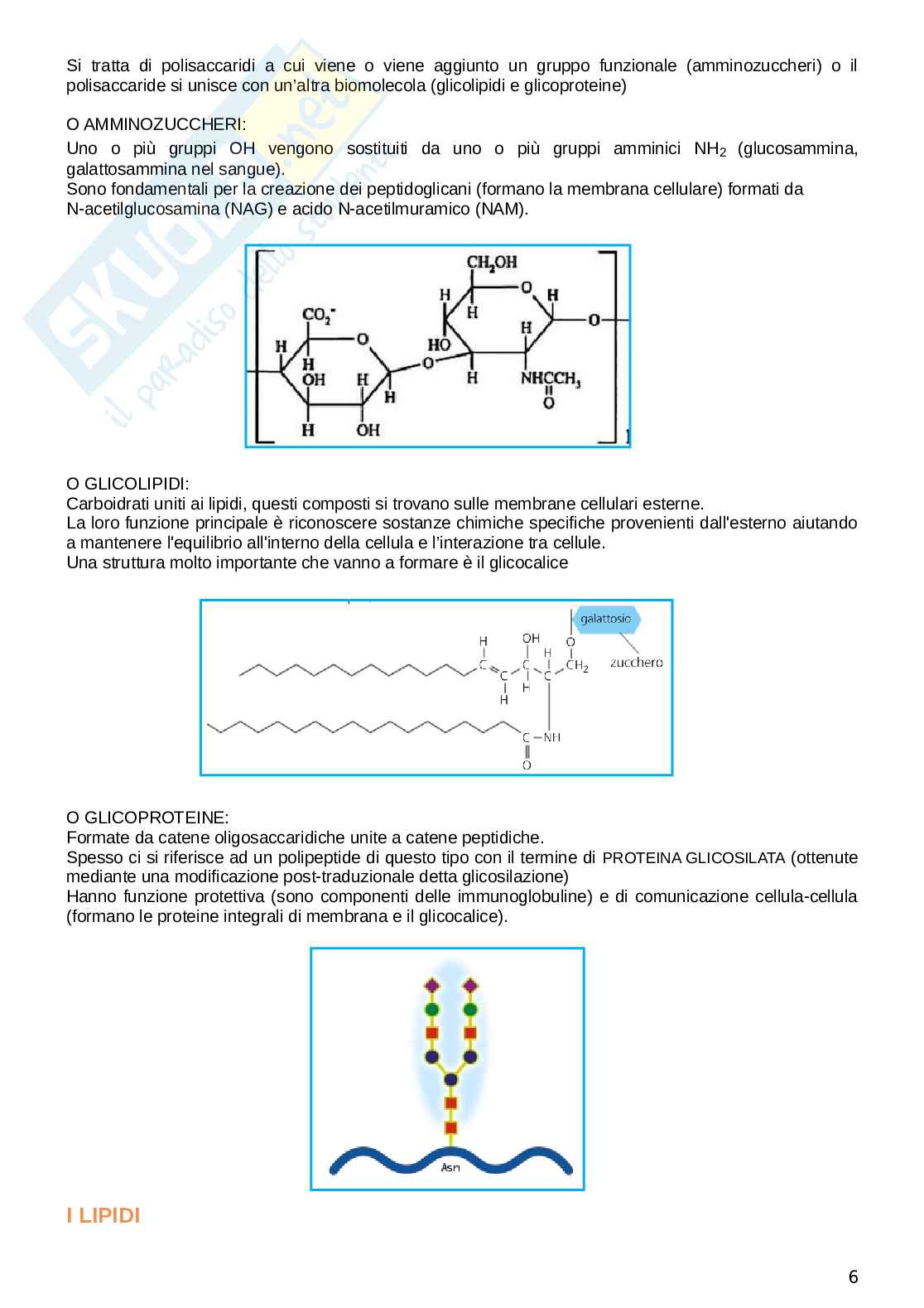 Biomolecole Pag. 6
